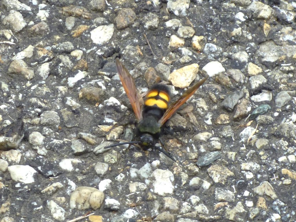 Scoliidae: maschio di Megascolia maculata flavifrons